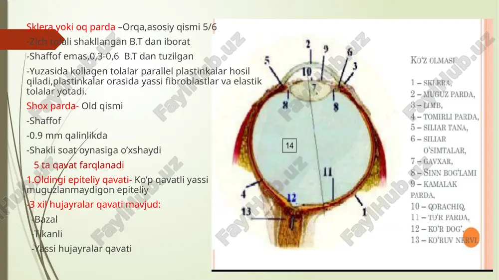 tor neyrondan uzatilgan tasvir kontrastini oshiradi 3.amakrin neyronlar –juda turli xil gorizantal hujayradagidek vazifa bajaradi.farqi bipolyar neyron darajasida ya’ni 1 bipolyar neyron aksoni 2 neyon aksoniga tutashtiradi ganglionar neyronlar-to’r pardadagi 3-navbatli neyronlar glial hujayralar-bular orasida nisbatan kop sonlisi- myuller hujayralar ko’r dog’ sariq dog’ thank you for your attention! image1.jpg image2.jpg image3.jpg image4.jpg image5.jpg image6.jpg image7.jpg image8.jpg image9.jpg image10.jpg image11.jpg image12.jpg image13.jpg image14.jpg image15.jpg image16.jpg image17.jpg image18.jpg image19.jpg image20.jpg image21.jpg image22.jpg image23.jpg image24.jpg image25.jpg image26.jpg image27.jpg image28.jpg image29.png image30.jpg image31.jpg image32.jpg image33.jpg image34.jpg image35.jpg image36.jpg image37.jpg image38.jpg image39.jpg image40.jpg image41.jpg image42.jpg image43.jpg /docprops/thumbnail.jpeg