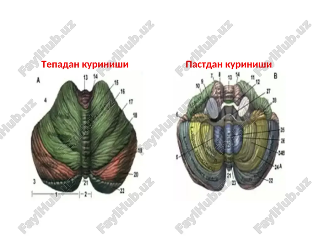 ekstrapiramida tizimi klinik anatomiyasi va zararlanish belgilari - Page 4