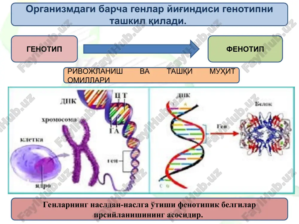 adi. shuning uchun prokariotlarda splaysing kuzatilmaydi. prokariotlarda genlar yakka (mustaqil genlar - tsistron) va guruhlarga birlashgan (klaster genlar - operon) bo'ladi. prokariotlarning yakka ishlovchi mustaqil genlari 3 muhim elementdan tuzilgan: promotor (r), oqsil-kodlovchi soha (struktur gen) va terminator (t). prokariotlarda struktur genlar dnk molekulasining uzluksiz kodlanadigan nukleotidlar ketma-ketligiga ega bo'ladi. klaster genlarga e.soii bakteriyasida laktoza operoni genlari misol bo'ladi. operon – bu metabolik o'zgarishlar ketma-ketligida ishtirok etuvchi fermentlarni kodlovchi umumiy promotor va terminatorga ega genlar guruhidir. e.soii bakteriyasi laktoza operonida laktoza katabolizmining 3 geni to'plangan: lacz, lacy, laca. birinchi gen laktozani 2 ta monosaxarid (glyukoza va galaktoza) ga parchalovchi beta-galaktozidaza fermentini kodlaydi. ikkinchi gen modifiksatsiyalangan galaktozani hujayra ichiga tashuvchi ferment – permeazani kodlaydi. uchinchi gen metobolizmning keyingi bosqichlariga uglevodni jalb qiluvchi transatsetilaza fermentini kodlaydi. e.soii triptofan operonida 5 ta, salmonella bakteriyasining gistidin operonida 11 ta struktur gen mavjud. prokariotlarda genetik ma'lumotlarni uzatish ham vertikal ravishda (ona hujayradan qiz hujayraga), ham …