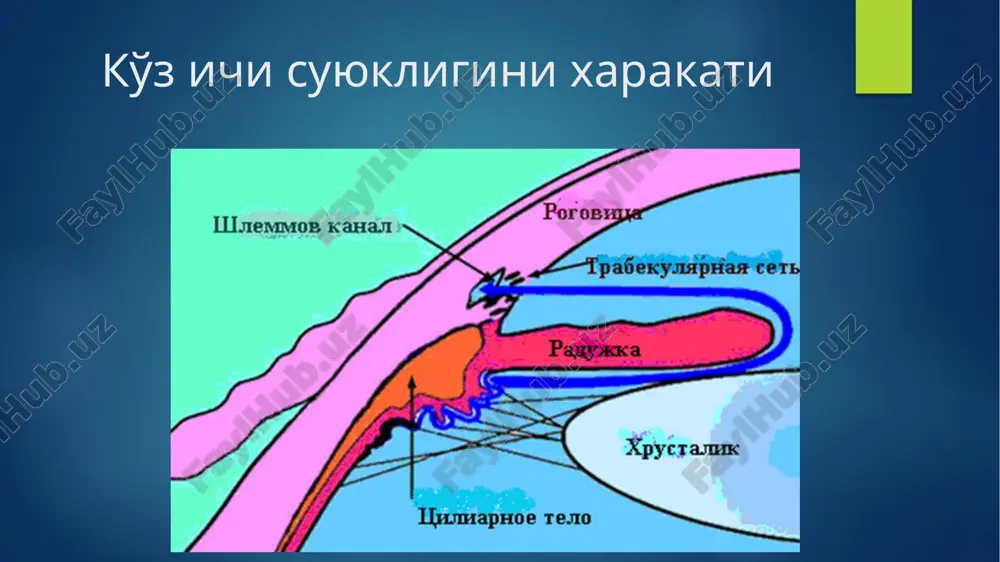 aukoma u shunday patologik jarayon bo'lib, tug'ma nuqsoni yoki boshqa, ko'z kasalligi bo'lmagan, 35 yoshdan yuqori bo'lgan odamlarda rivojlanadi. tug'ma glaukomaga nisbatan 100 barobar ko'p uchraydi. birlamchi glaukoma — qaytarilmas ko'rlikning eng ko'p uchraydigan sababchilaridan biridir. uning rivojlanishida 2 asosiy patofiziologik mexnizm mavjud: 1. ko'z olmasi oldingi qismidagi ko'z ichi suyuqligining oqib chiqishini buzilishi; 2. ko'ruv nervi atrofiyasi birlamchi glaukoma tasnifi turi bosqichi kib holati ko'rish faoliyatlarning xolati yopiq burchakli ochiq burchakli aralash boshlangich (i) rivojlangan (ii) o'ta rivojlangan (iii) terminal (iv) normal (16-26) nisbatan yuqori (26-32) yuqori (33 va yuqori) stabillangan stabillanmagan glaukomani o'tkir xuruji glaukoma diagnostikasi tekshirish: shikoyat va anamnez yig'ish (nasliy va travmatik anamnezga axamiyat berish, ko'zdagi yallig'lanish jarayonlari va qon tomirlar xolati, kibni oshirishi mumkin bo'ladigan dorilarni qabul qilish, xamrox bo'lgan patologiyaning mavjudligi) vizometriya tonometriya (kun bay) perimetriya (kampimetriya, kompyuterli perimetriya) gonioskopiya (lozim bo'lganda- forbs kompression sinovi) biomikroskopiya (lozim bo'lganda- - ultratovushli biomikroskopiya) oftalmoskopiya (lozim bo'lganda-optiko-kogerent …