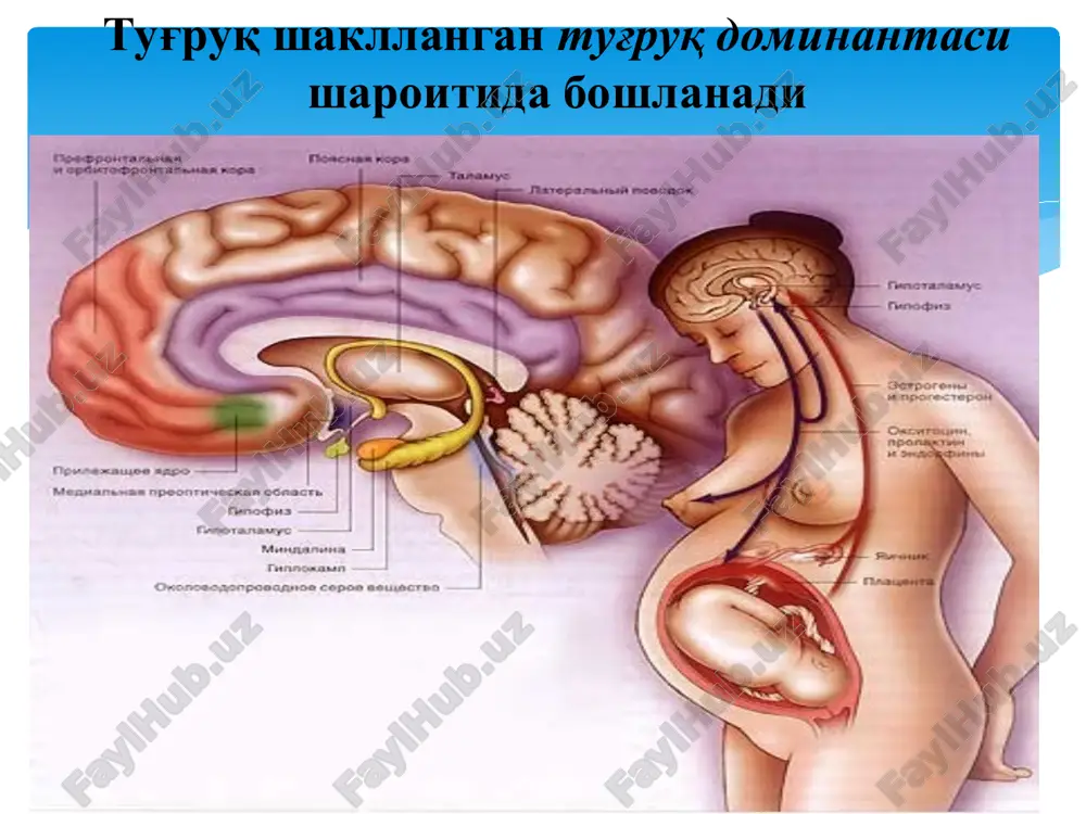 igi kerak) dostijeniya effekta (maksimum minutiga 25-30 tomchi) kuzlangan maksadga erishdik deb xisoblanadi kachonki 10 minut davomida kamida 4-5marotaba 45-50 sek davomiylikdagi bachadon kiskarishini paydo bulishi mezonlari: tez-tez dard tutishi (10 minut davomidv 5 marotabadan kup) dard intensivligining ortib ketishi bachadon buyni ochilish tezligining ortishi va b/b tulik ochilishini tez sodir bulishi kuchli tugruk faoliyati tez tugruk – birinchi tuguvchilarda tugruk davomiyligining 6 soat va kup tuguvchilarda 4 soatdan kam vaktda sodir bulishiga aytiladi uta tez tugruk - birinchi tuguvchilarda tugruk davomiyligining 4 soat va kup tuguvchilarda 2 soatdan kam vaktda sodir bulishiga aytiladi bachadon buyni kin va oralik yirtilishlar njybk gipotonik kon ketishlar kindikni yorilib ketishi xomila boshi miyasiga kon kuyilishi kefalogematoma uta kuchli tugruk faoliyatida asoratlar tez va uta tez tugruk davolash ayolni xomila pozitsiyasiga karama karshi tomonga yonboshlab yotkizib kuyish tokolizni beta-adrenomimetiklar - ginipral (5 ml natriy xloridni 0,9% 500 ml,da eritilib tomir ichiga tomchilab 6-8 tomchidan …
