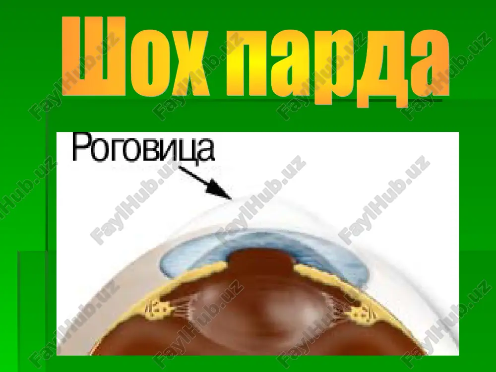 o meridionalnoe napravlenie (fibrae meridionales) i nosyat nazvanie mishtsi bryuke (m. brucci) bolee gluboko lejashie mishechnie volokna priobretayut snachala radialnoe napravlenie (fibrae radiales, mishtsa ivanova, 1869) a zatem tsirkulyarnoe - mishtsa myullera (fabrae circulares, m.mulleri, 1857) sobstvenno sosudistaya obolochka samaya obshirnaya chast sosudistogo trakta ona vistilaet ves zadniy otdel skleri na protyajenii ot orea serrata do mesta vixoda iz nee cherez reshetchatuyu plastinku zritelnogo nerva bolshaya chast sosudistogo trakta sostoit iz krovenosnix sosudov, pitayushix vnutrennie tkani glaznogo yabloka i ego soderjimoe. napolnenie xorioidei krovyu proisxodit v osnovnom iz chetirex zadnix korotkix tsiliarnix arteriy videlyayut sleduyushie xorioidalnie sloi: supraxorioidalnoe prostranstvo sloy krupnix sosudov (obolochka gallera) sloy srednix sosudov (obolochka zattlera) xoriokapillyarniy sloy vnutrennyaya poverxnost xorioidei, obrashennaya k setchatke, pokrita elastichnoy obolochkoy – steklovidnoy plastinkoy (membrana bruxa) anatomicheskie osobennosti net chuvstvitelnix nervnix okonchaniy i poetomu razvivayushiesya v ney patologicheskie protsessi ne vizivayut bolevix oshusheniy obrazuyushie ee sosudi ne anastomoziruyut s perednimi resnichnimi …