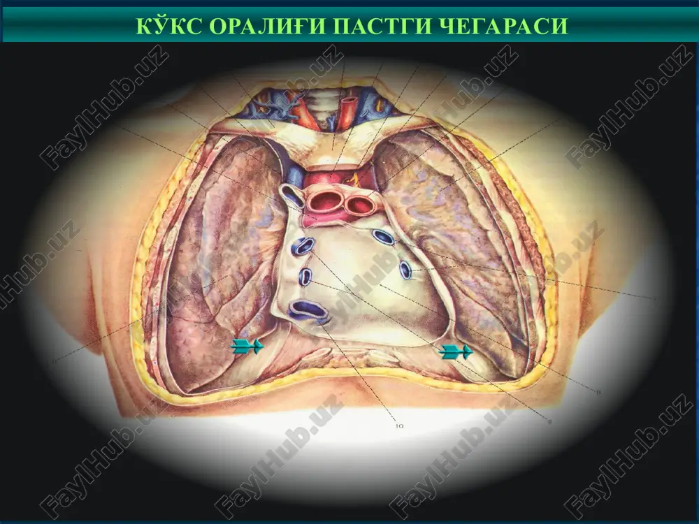 . iloji bo'lganda ko'pincha – xirurgik, lekin u 30-40% bemorlarda amalga oshiriladi (ayrim paytlarda ezilish sindromini bartaraf qilish uchun palliativ operatsiyalar bajariladi). * diafragma anatomiyasi diafragma – ko'krak va qorin bo'shliqlarini ajratuvchi mushak-payli a'zo. mushak qismi ko'krak qafasining pastki aylanasi, to'sh suyagi, vii-xii qovur-g'alarning ichki qismidan va bel umurtqalaridan boshlanadi. diafragma (ko'krak qafasi tomonidan ko'rinishi): 1 - ko'krak qismi; 2 - qovurg'a qismi; 3 – bel qismi; 4 - aorta; 5 - ko'krak limfa tomiri; 6 - qizilo'ngach; 7 – adashgan nerv; 8 – pastki kovak vena; 9 - simpatik tomirlar; 10 - larrey – morgani teshigi; 11 – bogdalek teshigi * * diafragmaning tekshirish usullari rentgenologik tekshirish elektrokardiografiya kompyuter tomografiyasi magnit-rezonans tomografiyasi ultratovush tekshiruvi endoskopik tekshiruv * diafragma kasalliklari diafragma jaroxati diafragma churralari diafragma relaksatsiyasi diafragma jaroxatlari * yopiq jaroxatlar ochiq jaroxatlar yo'l transport xodisalarida tepadan yiqilganda xavoli kontuziyada qorinning ezilishida qorin bo'shlig'ida to'satdan bosimni oshishi natijasida o'tkir jismlar …