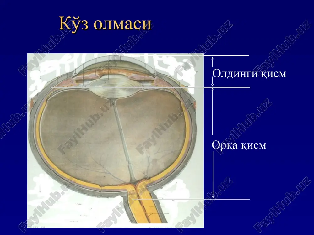 otorinolaringologiya va oftalmologiya kafedrasi - Page 4