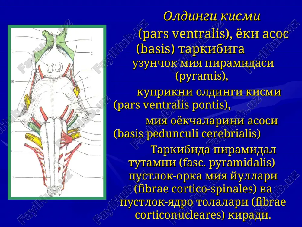 ri trombozida kuzatiladi. pontin alternatsiyalovchi sindromlar miya kuprigi zararlanishida kuzatiladi. sindrom miyara — gyublera (hemiplegia alterans facialis) ochog tarafda yuz nervini pereferik falaji (yuz nervini shikastlanishi) va karama karshi tomonda markaziy gemiplegiya. sindrom brisso — sikara ochog tarafda yuz mushaklarini spazmi (yuz nervini yadrolarini kitiglanishi) va karama karshi tomonda markaziy gemiplegiya bilan namoyon buladi. fovill sindromi (abdutsent-fatsial alterniyalovchi gemiplegiya)-yuz mushkalarini periferik falaji (yuz nervi zararlanishi), yigiluvchi gilaylik (uzoklashtiruvchi nerv zararlanishi) bilan kuzni uchok tomonga falaji va karama-karshi tomonda markaziy gemiplegiya, ba'zan gemianesteziya (medial kovuzlok zararlanishi xisobiga) kuzatiladi. bulbar alternatsiyalovchi sindromlar uzunchok miya zararlanishida kuzatiladi. sindrom djeksona (hemiplegia alternans hypoglossi-sa) — ochog tarafda tilni mushaklarini yarmida periferik paralich (til osti nervi), karama karshi tomonda markaziy gemiplegiya yoki gemiparez, asosan oldingi orka miya arteriyasini trombozida kuzatiladi. avellis sindromi-uchok tomonda yumshok tanglay va ovoz boylamining periferik falaji (adashgan va til-yutkin nervini zararlanishi), karama-karshi tomonda markaziy gemiplegiya yoki gemiparez kuzatiladi. alterniyalovchi sindromlar bosh miya …