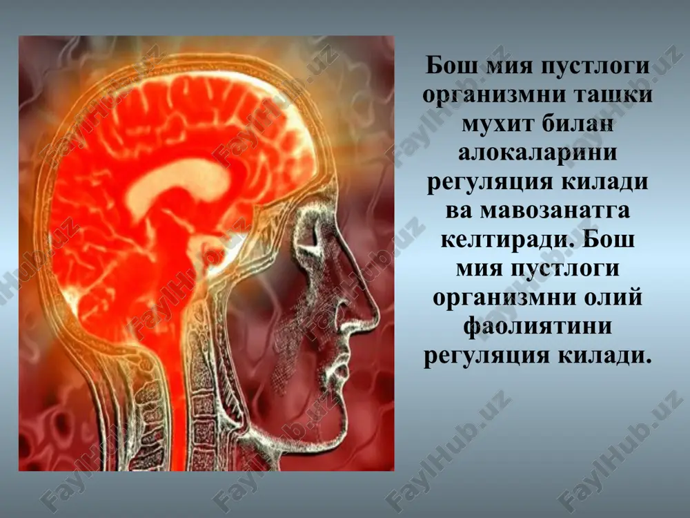 r nutk markazi vernike (sensor afaziya) eshitish markazi (surditas, gallyutsinatsiyalar) tam bilish markazi (ageyziya) ensa bulagini markazi: kuruv markazi (metamorfopsiya, makropsiya, kuruv gallyutsinatsiyalarii, kuruv agnoziyasi, kvadrant gemianopsii) kup analizatorlarni markazlari ikkala yarimsharlarda simmetrik joylashadi. bulardan istisno: nutk, xusnixat, ukish, xisob-kitob markazlari dominant yarimsharda joylashadi, unakaylarda cham yarimsharda, chapakaylarda – ung yarimsharda. strannaya vesh! lyudi mogut jalovatsya na vse: na bolnoy jeludok, na utomlyaemost, na golovnuyu bol, na odishku, i prochee, tolko ne na slabost svoix umstvennix sposobnostey i. grave spasibo za vnimanie.