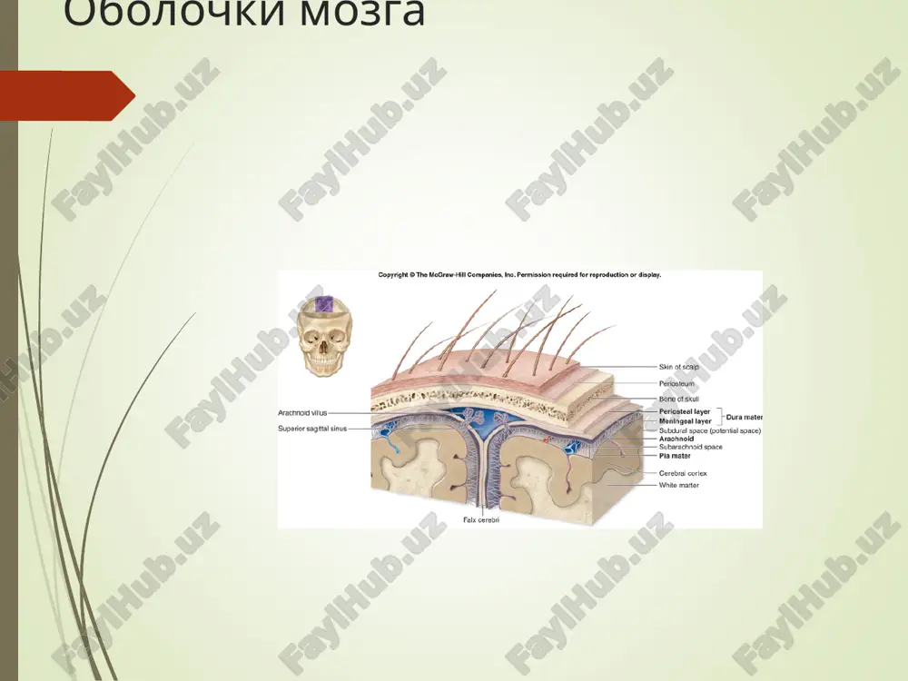dney cherepnoy yamki obshemozgovie simptomi (prodoljitelnie golovnie boli, irradiiruyushie v glaza ili sheyu). vinujdennoe polojenie golovi, dvijeniya golovoy usilivayut boli. porajenie v, vi, vii, viii kranial nervov. leptomeningit mosto-mozjechkovogo ugla 1. obshemozgovie simptomi 2. lokalnie simptomi: sluxovie i vestibulyarnie narusheniya parez litsevogo nerva narushenie vkusa na yazike giperesteziya na litse i shee ponijenie kornealnix refleksov porajenie viii, v, vi chmn. leptomeningit bolshoy tsisterni patologiya mozjechka porajenie ix-xp par chmn vinujdennoe polojenie golovi narusheniya dixaniya serdechno-sosudistie paroksizmi okklyuziya otverstiy majandi i lyushka privodit k razvitiyu gidrotsefalii. lechenie: antibakterialnoe desensibiliziruyushee degidratatsionnoe etiotropnoe lechenie rassasivayushee obsheukreplyayushee simptomaticheskaya terapiya xorioependimatit - vospalitelnoe zabolevanie s preimu-shestvennim porajeniem xorioidnix spleteniy (rlexus choryoidea) i subependimarnix obrazovaniy jeludochkov golovnogo mozga, xarakterizuesheesya narusheniem produktsii, tsirkulyatsii i rezorbtsii tserebrospinalnoy jidkosti s vozniknoveniem likvorodinamicheskix gipertenzionno-gidrotsefalnix i gipotenzivnix sindromov. bolshaya tsisterna (cysterna magna)lejit mejdu zadney poverxnostyu prodolgovatogo, verxney chastyu spinnogo mozga i prilegayushim uchastkom mozjechka. ona cherez otverstiya mojandi i lyushka soobshaetsya …