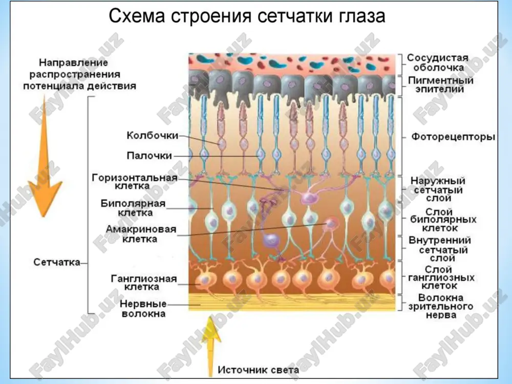 ujayralararo shishishiga olib keladi. parafoveal tomirlarning perfuziyasining buzilishi ekssudativ makulopatiya rivojlanishiga sharoit yaratadi. retinal kapillyarning progressiv obliteratsiyasi to'r parda ishemiyasiga sabab bo'ladi, u o'z navbatida neovaskulyarizatsiyani rivojlantiradi va bu o'zgarishlar ko'z tubida proliferativ jarayonning boshlanishi bo'lib xisoblanadi. 1 bosqich – diabetik noproliferativ retinopatiya; 2 bosqich –diabetik preproliferativ retinopatiya 3 bosqich – proliferativ diabetik retinopatiya. belgilari: ko'zning ko'rishida o'zgarish yo'q. to'r parda venalari kengayadi, egri-bugri bo'lib qoladi, mikroanevrizmalar, nuqtasimon qon quyilishlar, mayda qattiq va yumshoq ekssudatlar paydo bo'ladi. qondagi qand miqdori pasaysa angiopatiya kamayadi. preproliferativ retinopatiyada oftalmoskopik quyidagilar qo'shiladi: «intraretinal mikrotomir anomaliyasi (nuqson)» - irma (to'r parda ishemiyasiga javoban paydo bo'luvchi shuntlar); «venoz anomaliyalar» (venalar kengayishi, kalibrini o'zgarishi, egrilanishi, tomir qovuzloqlari (petli) xosil bo'lishi). retinopatiyaning preproliferativ bosqichini to'g'ri aniqlash uchun 4-2-1 qoidasi qo'llaniladi - to'rtta kvadrantda ko'p miqdorda retinal gemorragiyalar, ikkita kvadrantda venoz anomaliyalar va kamida bitta kvadrantda aniq irma. bunday o'zgarishlarning mavjudligi bevosita proliferativ diabetik retinopatiya rivojlanishining yuqori xavfi bilan …