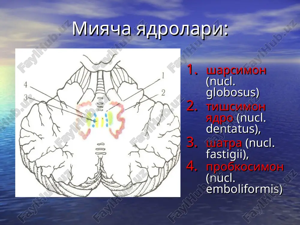 ulo-spinal yul ( vestibulyar yadrolardan) retikulospinal yul (retikulyar formatsiyadan) tektospinal yul (turttepaligdan) bosh miya nervlarini xarakatlantiruvchi yadrolariga yul ekstrapiramid tizim yadrolari uzaro funktsional tizimlarga boglanadi — neyron xalkalar,ulardan doimiy impulsatsiya kuzatiladi (tezligi 1 s 10 impuls), bu tizim kayta aloka tipida reaktsiyalarni boshkarib turadi: neyron xalkalar: kuruv dumboga - bazal yadrolar – kuruv dumboga; kuruv dumbogi – bosh miya pustlogi – yul-yul tana – kuruv dumbogi; kuruv dumbogi – bosh miya pustlogi - kuprik - miyacha – kuruv dumbogi; ekstrapiramid tizim faoliyati postural tonus, jismoniy xarakat va mushaklar tonusini mexanizmlarini dinamik regulyatsiyasi, buni yordamida xarakat apparatini faoliyatga tayergarligi taminlanadi, xarakat vaktida muskullarni tonusini kayta taxsimlash, va tez, anik, differentsiallashgan xarakatlarga fon yaratish, shartsiz-reflektor ximoya va xamkor xarakatlar katorida stereotip, avtomatik xarakatlarni amalga oshirish, shu katorda profesional kunikmalar, va ularni tekizligini taminlab berish. oliy asab faoliyatini integrativ mexanizmlarida ishtirok etish, ayniksa organizmni emotsional-affektiv reaktsiyalarida. ekstrapiramid tizim patologiyasi ekstrapiramid tizimni shikastlanishi asosan …