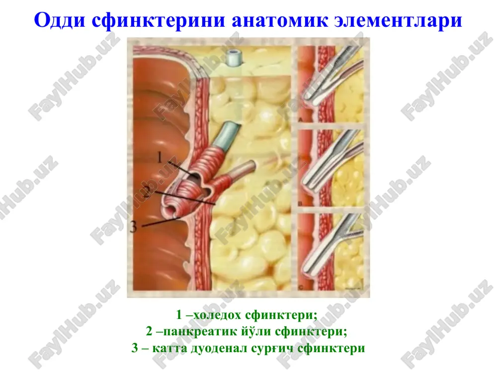 v usullar: utt kompyuter tomografiya 2. invaziv usullar: erxpg tjoxg ultratovush tekshiruv kompyuter tomografiya biliopankreatoduodenal soxa qon tomirlarini kontrastlash bilan mskt o'tqazish mrt-xolangiografiya mrt-xolangiografiyaga ko'rsatma umumiy o't yo'li ultratovush tekshiruvida 8 mm dan kengroq bo'lishi; giperbilirubinemiya va giperfermentemiya; anamnezida mexanik sariqlikning klinik belgilari bilan birga kechgan safro kolikasining xurujlari; anamnezda o'tkir pankreatitning hurujlari; sariqlik sababini aniqlashning iloji bo'lmaganda. endoskopik retrograd pankreatoxolangiografiya ter va jigar orqali xolangiografiya kompensatsiya bosqichi jigar bioenergik jarayonlarni yaxshilash (glyukoza eritmasi insulin bilan, vitamin s va kokarboksilaza) kislotali - ishqoriy holatni korrektsiyasi (atsidozda gidrokarbonat natriy eritmasi, alkalozda xlorid kislotasi) elektrolit bo'zilishda parhez va mevali sharbatlar yordamida korrektsiya qilish ma'qul. jigarda tsitoliz boshlanganda gepatoprotektoralar tavsiya qilinadi (legalon, essentsiale, geptral). medikamentoz davolash subkompensatsiya bosqichi detoksikatsion davo (gemodez, neokompensan) elektrolit buzilishlarni korrektsiyasi oqsil etishmovchiligini korrektsiyasi (albumin, plazma va b.) qon ivishini buzilishini korrektsiya qilish (vikasol, aminokapron kislotasi, ditsinon, trombotsitar massa). medikamentoz davolash medikamentoz davolash dekompensatsiya bosqichi reanimatsiya va intensiv davo …