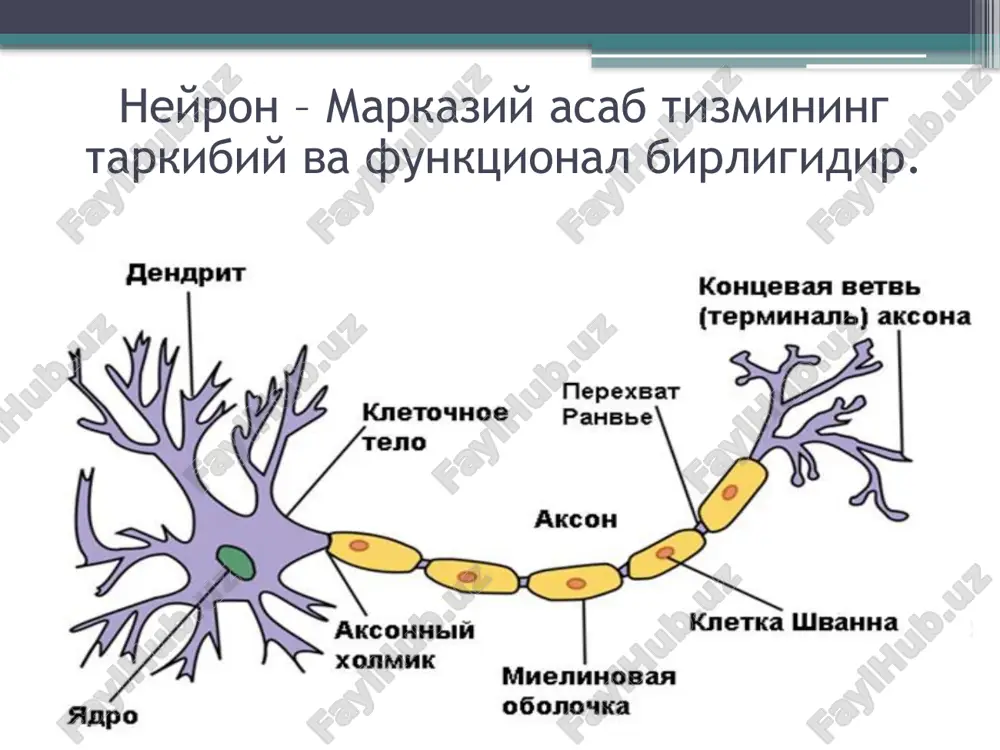 sinapsda sinaptik impuls uzatilishining rivojlanish tezligidan kelib chiqadi. yuqori charchoq. charchash-bajarilgan ish natijasida ishlashning vaqtincha pasayishi bo'lib, dam olgandan keyin yo'qoladi. sabablari: a) mediatorning emirilishi va o'z vaqtida sintez qilinmasligi; b) postsinaptik retseptorning mediatorga moslashishi; v) postsinaptik membrananing uzoq vaqt depolyarizatsiyasi natijasida retseptorlarning inaktivatsiyasi. kislorod etishmasligiga yuqori sezuvchanlik. miya mushak to'qimalariga qaraganda 22 marta ko'proq kislorod iste'mol qiladi. qaytmas o'zgarishlar korteksda 4-5 daqiqadan so'ng, ildiz hujayralarida – 15-20 daqiqadan so'ng sodir bo'ladi. farmakologik moddalarga yuqori sezuvchanlik((nerv-mushak uzatuvchi bloker, psixomimetik vositalar), zaharlar:atsidoz va alkalozga yuqori sezuvchanlik.ph ning 7,0 ga pasayishi komatoz holatining rivojlanishiga olib kelishi mumkin (diabetik koma). ph ni 7.8-8.0 ga oshirish neyronlarning qo'zg'aluvchanligini oshiradi (epilepsiya). plastika–nerv elementlarining funktsional xususiyatlarini o'zgartirish qobiliyati. asos: sinapslarning tuzilishi va funktsiyasini o'zgartirish. plastika markaziy asab tizimining o'rganish va xotira kabi funktsiyalarini belgilaydi, plastika xususiyati yangi asabiy bog'lanishlar hosil bo'lishi, o'ziga xos oqsillarni sintezi tufayli buzilgan funktsiyani qoplash asosida yotadi. refleks yoyi bo'ylab qo'zg'alish qonuniyatlari …