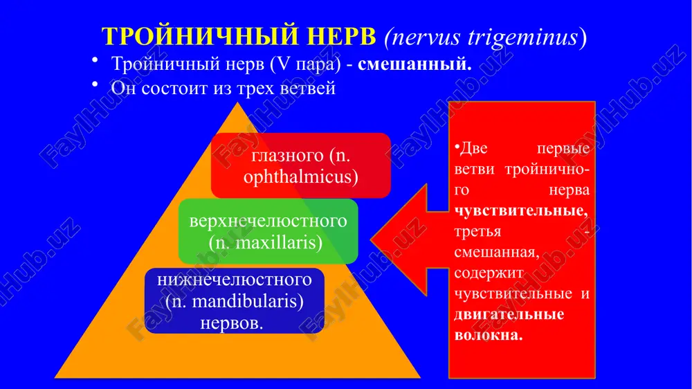 pri pal­patsii. pri otkrivanii rta nijnyaya chelyust otklonyaetsya v storonu poraje­niya. nijnechelyustnoy refleks snijaetsya ili ischezaet. povrejdenie dvigatelnogo yadra ili ego volokon v sostave nijneche­lyustnogo nerva privodit k: patologiya esli porajaetsya chuvstvitelniy koreshok troynichnogo nerva ili ego uzel, voznikaet naru­shenie vsex vidov chuvstvitelnosti na vsey polovine litsa na storone pora­jeniya. obichno nablyudaetsya porajenie chasti uzla (chashe verxney) virusom opoyasivayushego gerpesa. v takom sluchae u bolnogo na koje v zone innerva­tsii glaznogo nerva opredelyaetsya narushenie chuvstvitelnosti, poyavlyayutsya otek, pokrasnenie koji i gerpeticheskie visipaniya. patologiya povrejdenie yadra spinnomozgovogo puti vizivaet dissotsiirovannoe narushenie tolko bolevoy i temperaturnoy chuvstvitelnosti na litse po segmentarnomu tipu v koltsevix zonax zeldera. pri etom taktilnaya i glubokaya chuvstvitelnost soxranyayutsya. pri povrejdenii verxnego otdela yadra voznikaet podobnoe narushenie chuvstvitelnosti vo vnutrenney kol­tsevoy zone vokrug rta. esli porajaetsya kaudalnaya chast yadra, narusheniya bolevoy i temperaturnoy chuvstvitelnosti proyavlyayutsya na vneshnem kol­tsevom uchastke, bokovoy poverxnosti litsa. zoni zeldera nevralgiya troynichnogo nerva bol …