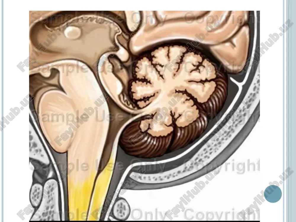 ha. kontrolnie voprosi po teme: 1.gde anatomicheski raspolojen mozjechok i yadra, otnosyashiesya k ekstrapiramidnoy sisteme? 2.perechislite yadra mozjechka? 3.ukajite podkorkovi yadra, otnosyashiesya k striarnoy sisteme? 4.ukajite podkorkovie yadra, otnosyashiesya k pallidarnoy sisteme? 5.perechislite simptomi, voznikayushie pri porajenii mozjechka? 6.perechislite sindromi porajeniya ekstrapiramidnoy sistemi?