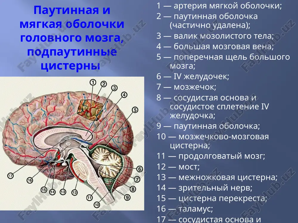 poza «legavoy sobaki», poza «vzvedennogo kurka» golova zaprokinuta tulovishe vityanuto «ladevidniy» vtyanutiy jivot prijatie k grudi ruki podtyanutie k jivotu nogi poza neproizvolnaya, ne yavlyaetsya antalgicheskoy likvorologicheskie izmeneniya likvorologicheskie izmeneniya xarakterizuyutsya povisheniem davleniya, pleotsitozom (nalichiem v likvore neytrofilov ili limfotsitov), povisheniem soderjaniya belka i polojitelnimi globulinovimi reaktsiyami (pandi i none-appelta) 19 osobennosti meningealnogo sindroma u detey rannego vozrasta net jalob na golovnuyu bol, no iz-za nee rebenok bespokoen otkaz ot edi, srigivaniya, rvota chasto rigidnost zadnix sheynix mishts, chto privodit k svoeobraznoy poze s rezko zaprokinutoy golovoy do opistotonusa s-m kerniga i brudzinskogo lojnopolojitelnie do 3mes, t.k. imeetsya fiziologicheskaya fleksornaya spastichnost, no v norme ona bezboleznennaya chasto giperesteziya (s-m bextereva, pri palpatsii i perkussii golovi) povishena reaktsiya na taktilnie, sluxovie i svetovie razdrajiteli napryajenie i vipyachivanie bolshogo rodnichka (povishenie vchd), no v 1-ie d.b. m.b. naoborot povishenie fleksornogo tonusa mishts, privodyashee k funktsionalnim, a zatem k stoykim anatomicheskim kontrakturam meningokokkoviy …