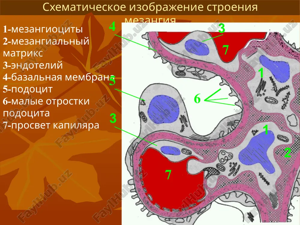 arteriyalarni torayishi, musbat "kesishish", "kumush" yoki "mis simi" fenomenlari, yakkalangan yoki ko'plab qon quyilishlar, ko'ruv nervi so'rg’ichini shishi) aniqlanadi. siydik tahlilida bir oz proteinuriya, mikrogematuriya, nisbiy zichlikni va koptokchalar filtratsiyasini erta pasayishi kuzatiladi. ushbu guruh bemorlarda o'tkir chap gorincha yetishmovchiligi (yurak astmasi, o'pka shishi) rivojlanishi mumkin. surunkali glomerulonefrit 10-20 % hollarda nefrotik sindrom bilan kechadi. unga yaqgol namoyon bo’lgan shish (gidrotoraks, gidroperi- kard, astit, anasarka), yugori proteinuriya (kunda 3,5 g dan kop) disproteinemiya, gipoproteinemiya, giperlipidemiya kabi belgilar bilan bir qatorda silindruriya, mikrogmaturiya, kamqonlik, echt oshishi, tuz-suv muvozanatining buzilishi hamda gonning ivish tizimidagi o' zgarishlar xos. ushbu klinik shakl nefrotik kris, tromboemboliyalar bilan asorat-lanishi mumkin. glomerulonefritda kasallikning boshlang’ich davrlarida shishlar ertalablari yuzlarda (qovoqlarda) paydo bo ladi. lekin ayrim bemorlarda shish tananing boshqa qismlaridan ham boshlanadi va butun gavdani egallaydi.shishlar kelib chiqish mexanizmiga ko'ra nefritik va nefrotik xususiyatga ega. ulardan birinchisi sindromsiz kechadigan o'tkir va surunkali glomerulonefritlarda. glomerulonefritga xos kuzatilib, nefronlari zararlanishi …