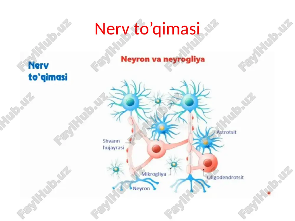 nerv sistemasi - Page 4