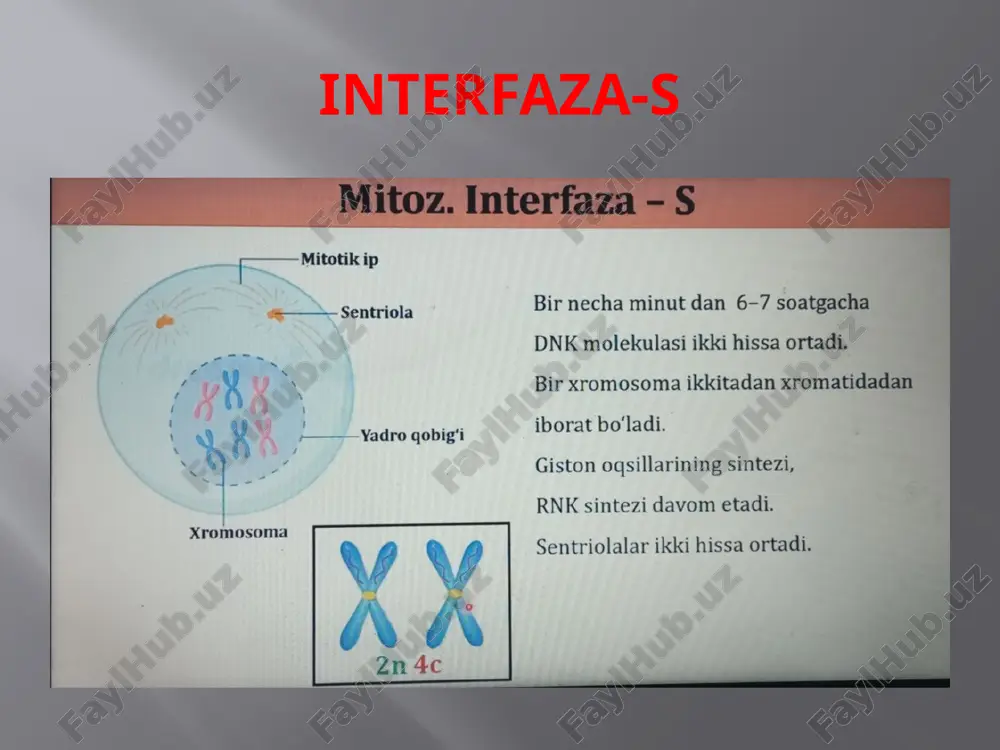 mitoz va meyoz - Page 4