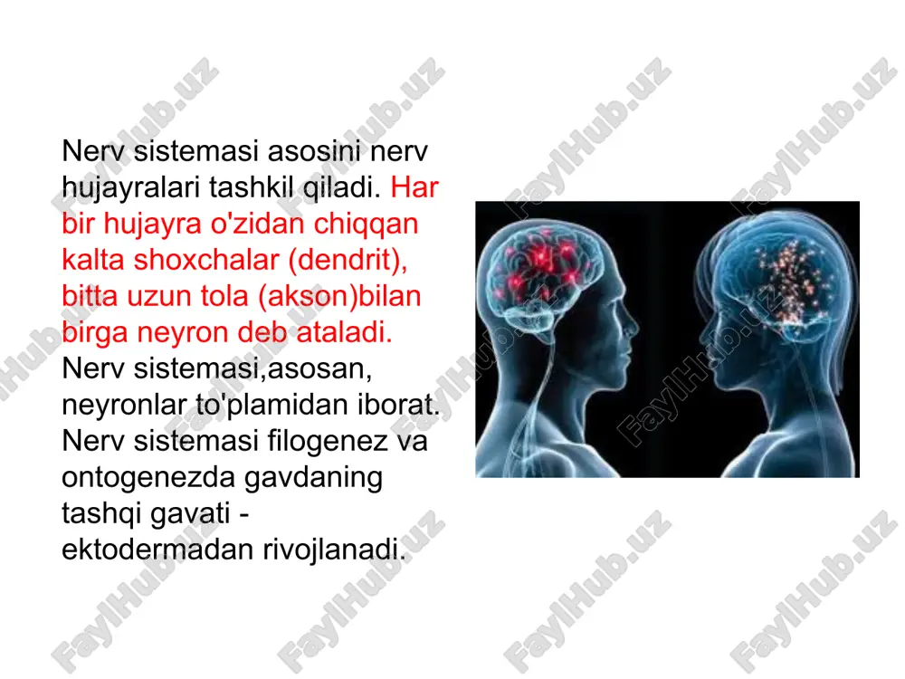 nerv tizimi va qarish tekshirdi - Page 4