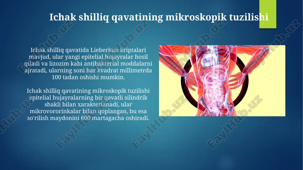 staltika peristaltikaning asosiy vazifasi ximusni ichak bo'ylab harakatlantirish bo'lib, bu orqali ovqat hazm qilish va so'rilish jarayonlari samaraliroq kechadi, taxminan 24-72 soat davom etadi. ichak motorikasi ovqatni 0.5 dan 2 sm/sek tezlikda siljitadi, bu jarayonda silliq mushaklar qisqarishi va bo'shashishi (peristaltika) muhim rol o'ynaydi. yog'larning parchalanishi va so'rilishi pankreatik lipaza asosiy yog' hazm qiluvchi ferment hisoblanadi, triglitseridlarni monoglitseridlar va ikki yog' kislotasiga parchalaydi. kolipaza lipazaning ishlashi uchun zarur bo'lgan yana bir fermentdir. yog'lar ingichka ichakda emulsiyalanadi, bunda o't kislotalari katta yog' globulalarini kichikroq tomchilarga aylantirib, lipazalar ta'sirini osonlashtiradi. ushbu jarayon yog' hazm qilish uchun juda muhim. nutriantlarning so'rilishi oqsillar peptidazalar yordamida aminokislotalarga, uglevodlar amilaza ta'sirida monosaxaridlarga, yog'lar esa lipazalar bilan yog' kislotalari va glitseringa parchalanib so'riladi. so'rilgan aminokislotalar, monosaxaridlar va suvda eruvchan vitaminlar qon orqali jigar va butun tanaga yetkaziladi, yog' kislotalari limfa tizimi orqali harakatlanadi. e'tiboringiz uchun rahmat @taqdimot_robot image7.jpg image8.jpg image9.jpg image10.jpg image11.jpg image12.jpg image13.jpg image14.jpg image15.jpg image16.jpg …