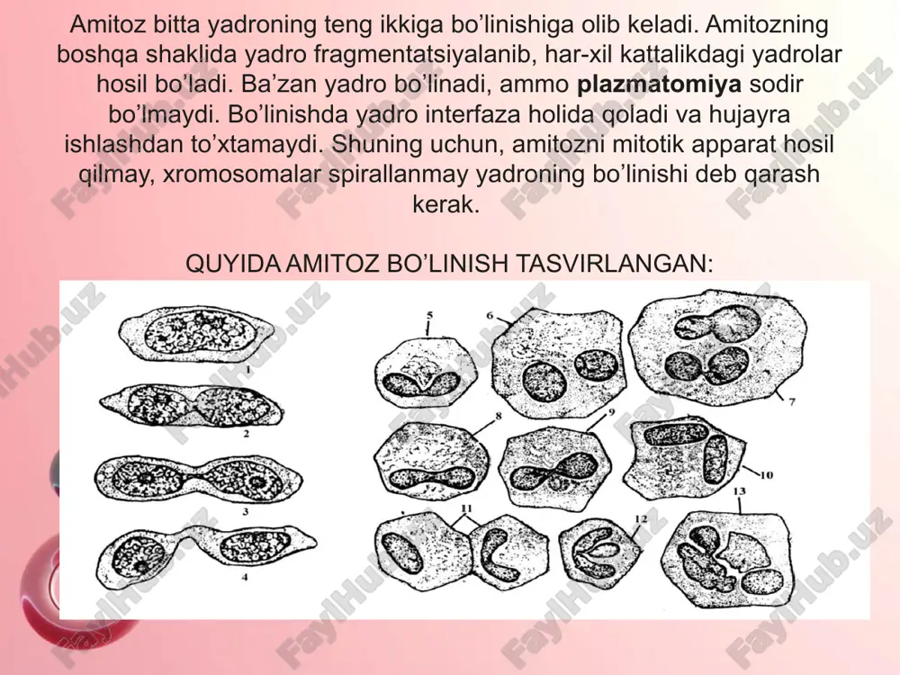 mlaridan tashkil topadi. shunday qilib, meyoz irsiy birliklar (genlar)ning taqsimlanish mexanizmi bo’lib, ularning tasodifiy va mustaqil qayta gruppalanishini ta’minlaydi, bu esa krossingover protsessi orqali amalga oshadi. meyoz protsessi bo’lmasa turlarning evolyutsiyasi va tirik tabiatning shunchalik turli-tumanligi sodir bo’lmagan bo’lar edi. meyozni o’rganish irsiyatning xromosoma nazariyasini tushunish uchun zaruriy shartdir. olimlarning fikricha, meyozni juda ham o’zgargan mitoz deb qarash zarur. bunda xromosomalarning kon’yugatsiya va tikkasiga ajralish vaqtlari nisbatan o’zgargan bo’ladi. meyozda profaza erta boshlanadi, shuning uchun gomologik xromosomalar ikkilanmay turib kon’yugatsiyalanadi. foydalanilgan adabiyotlar: 1. turaqulov y.x. « bioximiya» «o‘qituvchi» toshkent 1996 y 2. tsvetkov l.a. svedeniya o geterotsiklicheskix soedineniyax i nuklenovix kislatax v keurse ximii. ximiya v shkole-1986 №6 3. g.v. lozurevskiy, i.v.terent'eva, a.a. shamshurin. prakticheskie raboti po ximik prirodnix soedineniy izdatei'stvo « vistaya shkola» moskva 1986g. 4. avchinnikov yu.a. bioorganicheskaya ximiya. moskva 1987g 5. itogi issledovanie alkaloido nosnix rasteniy. t iz-vo « fan» an.r.uzbekistan 1995 . e’tiboringiz uchun rahmat!