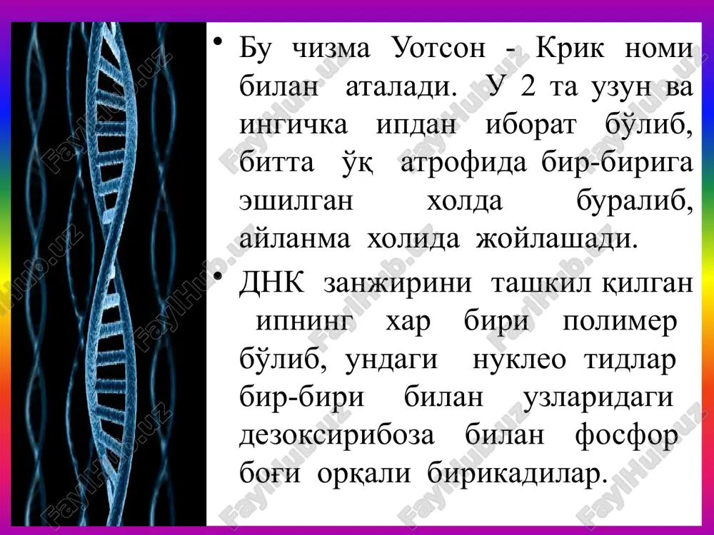 lib keladi. qanday qilib dnk oqsillarning xilma xilligini belgilaydi? dnk ham oqsilga o'xshash polimer modda hisoblanadi. oqsil 20 ta monomerdan tuzilgan bo'lsa, dnk nukleotidi faqat uch qismdan iborat(azotli asos, dezoksiriboza, fosfor kislotasi). nukleotidlarning barchasida dezoksiriboza va fosfor kislotasi bir xil. farqi faqat azotli asoslardadir. genetik kod kodonning birinchi nukleotidi kodonning uchinchi nukleotidi tripletlarning barchasi topilgach shu narsa aniq bo'ldiki, bitta aminokislota bitta triplet bilan aniqlanmasdan 2,3,4, va bunda ko'proq tripletlar bilan aniqlanishi mumkin ekan agar dnk zanjirida bironta azotli asos tushib qolsa yoki boshqasi qo'shilib qolsa dnk zanjiridagi tripletning to'plami va ularning ketma-ket joylashishi zanjir bo'yiga o'zgaradi.64 tripletdan 3 tasi ma'nosiz (nonsens) tripletlar hisoblanadi(uaa,uga va uag). genetik kod barcha organizmlarda bir xildir (universal), ya'ni bitta triplet aaa bakteriyada, o'simlikda, hayvonda va odamda ham lizin aminokislotasini aniqlaydi tripletlar bir-birini to'sib qo'ymaydi,ya'ni bir triplet boshqa triplet tarkibiga kirmaydi va har biri mustaqil holda o'ziga tegishli aminokislotalarnigina aniqlaydi. tripletlar orasida ularni bir-biridan ajratadigan …