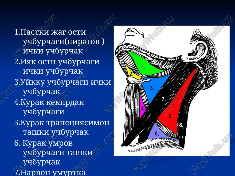 ori bulimlardan nafas utmay kolgan xolatlarda utkaziladi. kursatma: xikildok va kekidakni jaroxatlanishi va yalliglanish okibatida(bugma tuberkulyoz, yalliglanish natijasida shishlar,usmalar)xikildok va kekirdakka yot narsalar tikilib kolishi. turlari: 1.yukori- kolkonsimon bez buyinasi ustidan 2.pastki –kolkonsimon bez buyinasi ostidan 3. urta-kolkonsimon bez buyinchasi kesilgandan sung kilinadi traxeostomiya: kekirdakka naycha kuyish oylab yillab kekirdak orkali nafas olishga majbur bulgan bemorlarda bajiriladi. bunda kekirdakni oldingi devori aylana yoki oval shaklida teshik kirkilib uning chegarasidagi togaylar olib tashlanadi. traxotamik kanyula fakat dastlabki vakktlarda kuyiladi sungra uni keragi bulmaydi shakillanib bulgan teshik orkali bemor erkin nafas oladi. traxeotomiya uchun asboblar: 1 – bir tishli o'tkir ilmoqcha – traxeya fiksatsiyasi uchun; 2– traxeotomik kengaytirgich – jarohat qirg'oqlarini ochish uchun. 3,4 – traxeotomik naychalar: plastmas; metalli traxeotomiya turlari a) yuqori (2-3 tog'ay) b) o'rta (3-4 tog'ay) v) pastki (4-5 tog'ay) – bolalarda. yukori traxeotoma utkazish boskichlari bemorni xolati: bemor orkasi bilan yotadi kuraklar ostiga valik kuyiladi. kesim – urta …