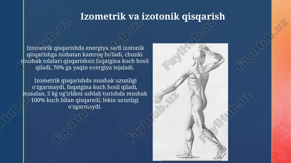 tartibga solinadi, bu jarayon esa mushak qisqarishining samarali va nazorat ostida bo'lishini ta'minlaydi. har bir miyozin boshchasi atp gidrolizini amalga oshirib, aktin filamenti bo'ylab "qadam" qo'yadi, bu esa sarkomerning qisqarishiga olib keladi; bir siklda taxminan 10 nm ga siljiydi. a-bo'lak va h-zona har bir sarkomerda ikkita a-boʻlak va bitta h-zona mavjud boʻlib, ularning oʻzaro joylashuvi mushak tolasi qisqarishi uchun zarur boʻlgan sarkomer uzunligini aniqlaydi. a-boʻlaklarning uzunligi taxminan 1-2 mkm boʻlib, har bir h-zona esa taxminan 1 mkm kengligiga ega va bu qisqarish jarayonida oʻzgaradi. sarkomer: asos birlik z-chiziqlari sarkomerning chegaralarini belgilaydi va aktin filamentlarining birikishi uchun joy bo'lib xizmat qiladi, ular orasidagi masofa mushakning holatiga bog'liq ravishda o'zgaradi. har bir sarkomerda 200 dan ortiq miyosin filamenti va minglab aktin filamentlari mavjud bo'lib, ularning o'zaro ta’siri mushak qisqarishini ta’minlaydi. titin va boshqa tuzilmalar titin, 1000 dan ortiq domenlardan iborat bo'lib, uning katta hajmi mushak tolasi uzunligini tartibga solishga va sarkomerning yaxlitligini …