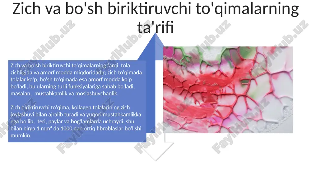 qon va siyrak tolali biriktiruvchi to'qimalarning o'zaro munasabatlari - Page 4