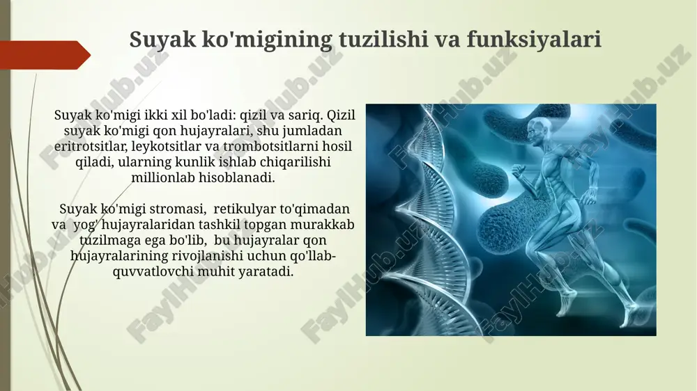 qon yaratuvchi va immun ximoya aʼzolari - Page 4