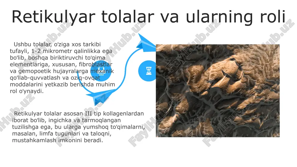 n ortiq namunalarni tahlil qilish rejalashtirilgan. zich va bo'sh biriktiruvchi to'qimalarning xususiyatlarini aniqlash va ularning kasalliklarga chalingan to'qimalardagi o'zgarishlarini 20 turdagi hujayra madaniyatlari ustida o'rganish orqali yangi diagnostika usullarini ishlab chiqish mumkin. ular termoregulyatsiyada ishtirok etadi, chunki yog' to'qimasi issiqlik izolyatsiyasi vazifasini bajaradi va tana haroratini saqlashga yordam beradi. taxminan 15% tana issiqligiga yog' to'qimasi javobgar. adipotsitlar endokrin funksiyani ham bajaradi, leptin, adiponektin va rezistin kabi turli xil sitokinlar va gormonlarni ajratib, energiya muvozanati va boshqa fiziologik jarayonlarni tartibga soladi. adipotsitlarning funksiyasi makrofaglarning funksiyasi ular antigenlarni taqdim etuvchi hujayralar (apcs) sifatida ishlaydi va t-limfositlarni faollashtirishda muhim rol o'ynaydi, shuningdek 100 dan ortiq sitokinlarni ajratib chiqaradi. makrofaglar to'qimalarda 1-3 kun ichida yashashi mumkin bo'lib, hujayra qoldiqlarini va patogenlarni fagotsitoz qilish orqali to'qimalarni tozalaydi. makrofaglar to'qimalarda 1-3 kun ichida yashashi mumkin bo'lib, hujayra qoldiqlarini va patogenlarni fagotsitoz qilish orqali to'qimalarni tozalaydi. zich va bo'sh biriktiruvchi to'qimalarning ta'rifi zich va bo'sh biriktiruvchi to'qimalarning …