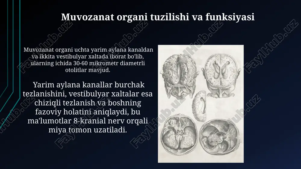 adi. eshitish nervi, taxminan 30 000 ta neyronlar orqali, eshitish impulslarini miyaning temporal lobiga uzatadi, bu yerda tovushni idrok etish amalga oshiriladi. ta'm bilish jarayoni ta'm bilish jarayoni, ta'm retseptorlarining stimulyatsiyasi natijasida paydo bo'ladigan neyrotransmitterlarning chiqarilishi orqali boshlanadi va bu signallarni miyaga yetkazish uchun 7-10 milliard neyron ishtirok etadi. ta'm retseptorlari tilning papillae deb ataluvchi maydonlarida joylashgan bo'lib, ularning 5 asosiy turi mavjud: shirin, sho'r, nordon, achchiq va umami. har bir retseptor turli xil kimyoviy moddalarga selektiv javob beradi. sezish organi (teri) tuzilishi terining sirt qatlami – epidermis, 5 qatlamdan iborat bo'lib, uning eng tashqi qismi – stratum corneum, himoya funksiyasini bajaradi va retseptorlarni mexanik shikastlanishdan himoya qiladi. dermis qatlamida joylashgan meissner korpuskulalari teginish va engil bosimni, pacinian korpuskulalari esa kuchliroq bosim va tebranishlarni sezadi, ularning o'lchamlari va tuzilishi farq qiladi. e'tiboringiz uchun rahmat @taqdimot_robot image1.jpg image2.jpg image3.jpg image4.jpg image5.jpg image6.jpg image7.jpg image8.jpg image9.jpg image10.jpg image11.jpg image12.jpg image13.jpg image14.jpg image15.jpg …