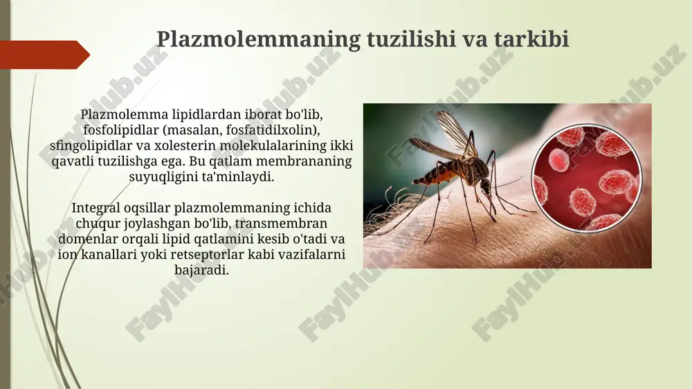 bezgakparazitiplazmolemmasi - Page 4