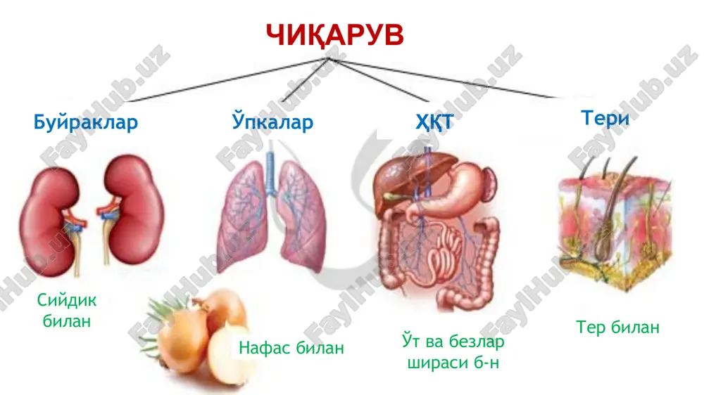 dotsit oyoqchalari filtratsion yoriqlar koptokchalardagi filtratsiya kanalchalardagi reabsorbtsiya sekretsiya fiziologik faol moddalar sintezi malpigiy koptokchasida kapillyarlar endoteliysi, bazal membrana va kapsulaning epitelial xujayralari orqali qon suyuq qismining filtratsiyasi sodir bo'ladi. natijada, 200 l qondan birlamchi siydik hosil bo'ladi. birlamchi siydik hosil bo'lish tezligi - 110-120 ml/min, 150-180 l/sutka. 100 gr buyrak to'qimasiga 1,5 m2 filtrlovchi yuza to'g'ri keladi. filtratsion diametr 0,8 nm ni tashkil qiladi, bu yoriq orqali suv, glyukoza va molekulyar og'irligi 70.000 d dan kichik bo'lgan moddalar o'tadi. koptokchalar filtratsiyasi asosan gidrostatik, onkotik va inkapsulyar bosimlar farqi hisobiga amalga oshadi. bu farq filtratsion bosimni tashkil qiladi, ko'p hol/da arterial bosimga qarab o'zgaradi. buyraklardagi kapillyarda bosim 70 mm. sim. ust. ga teng. rgid - (ronkotik + rinkapsulyar) = rfil 70 mm sim.ust. - (30 mm sim.ust. + 20 mm sim.ust.) = 20 mm sim.ust. birlamchi siydik tarkibi (ultrafiltrat) qon plazmasi tarkibiga yaqin, oqsilsiz va ayrim anionlarsiz suyuqlikdir. ushbu suyuqlikni …