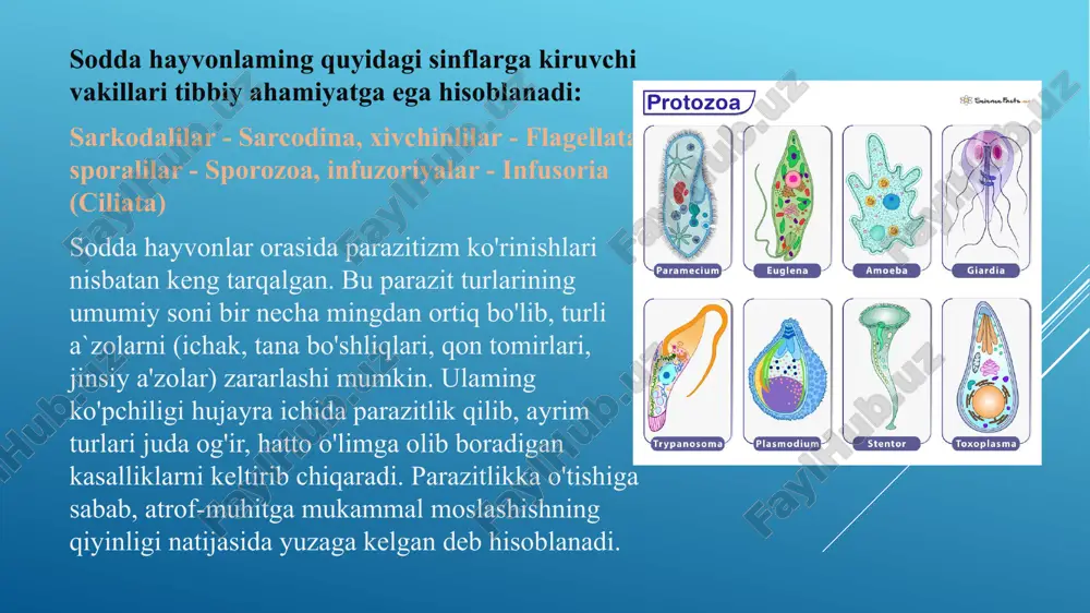 harakat bilan javob beradi (taksis). erkin va parazit sodda hayvonlarning ko'pchiligi noqulay sharoitda sista hosil qiladi. odatda, sistalar yumaloq, oval shaklida bo'lib, zich, qalin parda bilan o'ralgan bo'ladi. unda fiziologik jarayonlar susaygan bo'lib, agar qulay sharoitga tushsa, o'z vegetativ holatiga o'tib, faol hayot kechira boshlaydi. sistalar noqulay muhit sharoitlari ta'siriga chidamli bo'lishi bilan xarakterlanadi. sista - bu biologik nuqtayi nazardan sodda hayvonlaming tashqi muhit ta'siriga moslashishidir. parazit sodda hayvonlaming sistalar hosil qilishi protozoy kasalliklaming tarqalishida muhim ahamiyatga ega. sodda hayvonlarning harakatchanligi ularda har xil tuzilishga ega bo'lgan harakat organoidlari, masalan, soxta oyoqlar, xivchinlar va kiprikchalar borligiga bog'liq. amyoba tanasida protoplazmatik o'simtalar hosil bo'ladi, bularga yolg'on oyoqlar yoki psevdopodiyalar deyiladi (grekcha pseudos - yolg'on, soxta, podes - oyoq). amyoba harakatlanganda psevdopodiyalardan biriga uning protoplazmasi quyila boshlaydi. ba'zi sodda hayvonlaming tanasida tayanch o'q, o'zak bo'lib (aksotstil), tashqi kelet esa ko'pincha ohak yoki silikat chig'anoqlardan iborat bo'ladi. ko'payishi. sodda hayvonlar jinssiz va jinsiy …