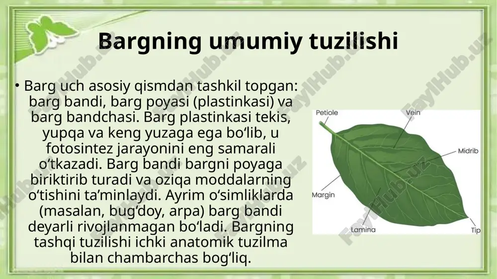 mavjud bo‘lib, ular yorug‘likni yutish va fotosintez jarayonini amalga oshirishda asosiy rol o‘ynaydi. bundan tashqari, barglarda karotin va ksantofill kabi yordamchi pigmentlar ham mavjud. ular bargning sarg‘ayish jarayonida namoyon bo‘ladi. bargning ekologik moslashuvlari o‘simliklar yashaydigan muhitga moslashgan holda barglar turlicha tuziladi. nam joylarda yashovchi o‘simliklarda barglar keng va yupqa, cho‘l o‘simliklarida esa tor, go‘shtli yoki tikanli shaklda bo‘ladi. suv o‘simliklarining barglari esa yupqa, suzuvchi yoki suv ostida joylashgan bo‘ladi. bu moslashuvlar suv yo‘qotilishini kamaytirish yoki fotosintezni samarali o‘tkazishga yordam beradi. bargning rang o‘zgarishi kuz faslida barglarning rangi sarg‘ayadi, bu xlorofill parchalanib, karotin va antosian pigmentlarining ustunlashuvi bilan bog‘liq. barglarning rangi o‘zgarishi o‘simlik fiziologiyasidagi muhim jarayon bo‘lib, o‘simlikning tinim davriga tayyorgarligini bildiradi. shu jarayon tufayli barglar nafaqat biologik, balki estetik ahamiyat kasb etadi. barglarning yashovchanligi va to‘kilishi barglarning umr davomiyligi o‘simlik turiga qarab farq qiladi. ba’zi o‘simliklarda barglar bir mavsumda to‘kiladi (barg to‘kuvchilar), boshqalarida esa bir necha yil yashaydi (doimiy yashil …