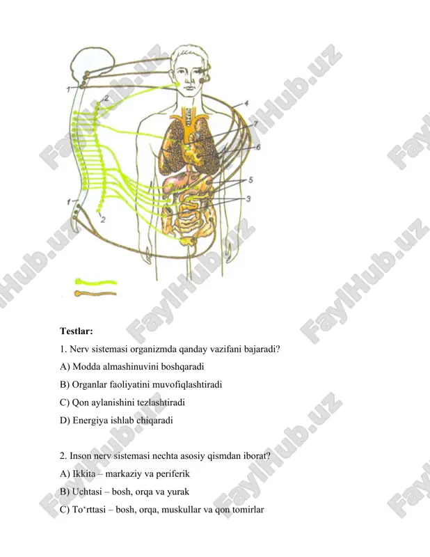 nerv sistemasi - Page 4
