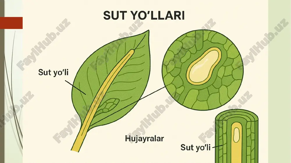 o‘simliklarda sut yo‘llarini mikroskopda kuzatish - Page 4