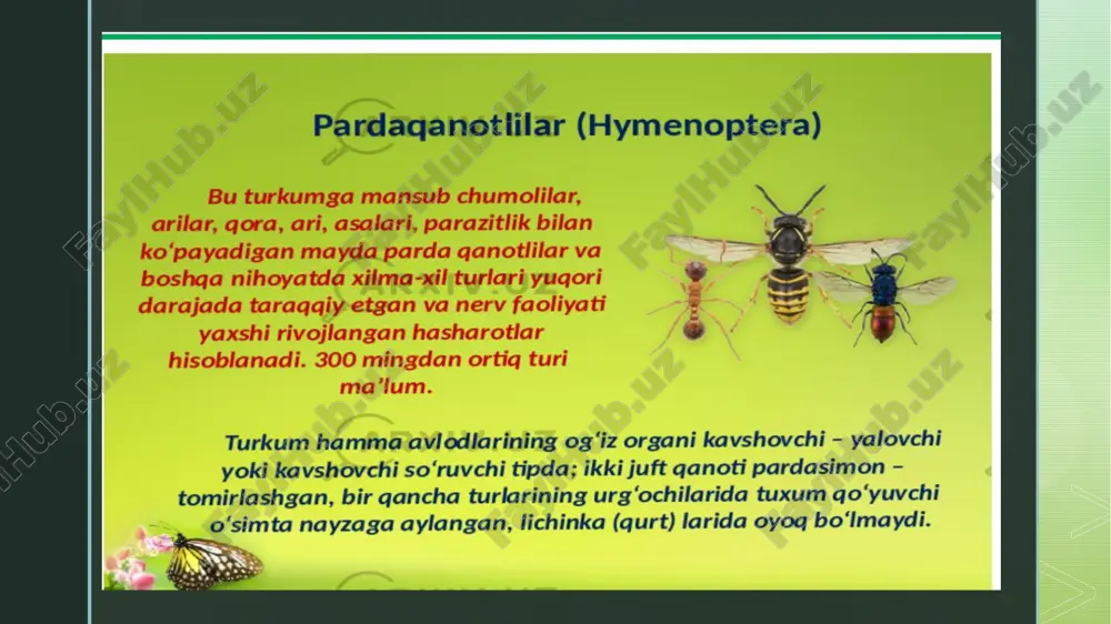 pardaqanotlilar(hymenoptera) - Page 4
