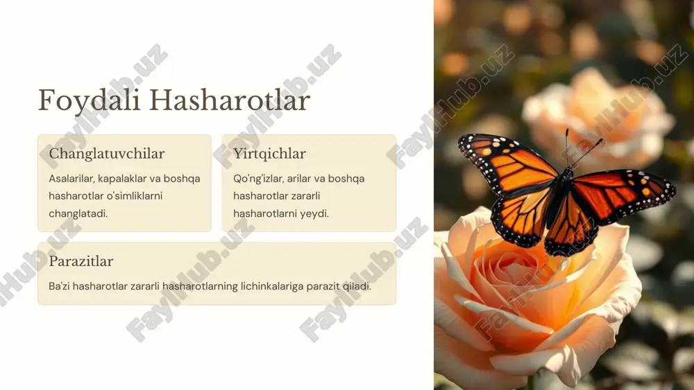 hasharotlar - Page 4