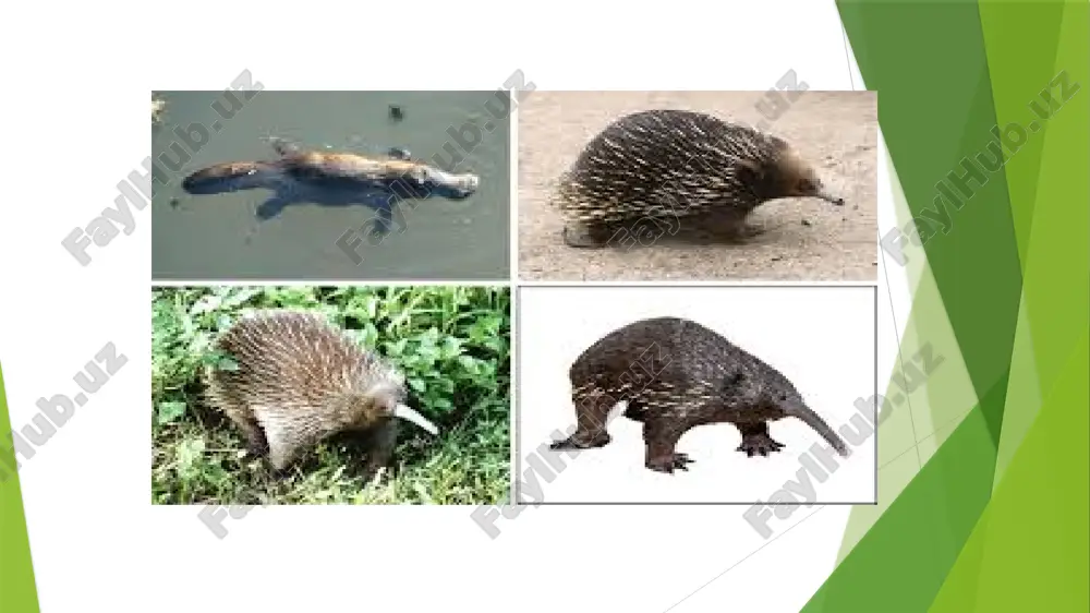 haltalilarning hilma xilligi koala koala, xaltali ayiq (phascolarctos cinereus) — xaltali sutemizuvchilar kenja sinfiga mansub hayvon. tanasining uzunligi 0,6m gachacha, qulogʻi katta. oyogʻi 5 barmoqli, tirnogʻi baquvvat, daraxtda yurishga moslashgan, dumsiz. koʻrinishi ayiqqa oʻxshash. moʻynasi uzun va yumshoq, yelkasi kulrang, qorni oq. sharqiy avstraliya oʻrmonlarida yashaydi. tunda faol. barg va kurtaklar bilan oziqlanadi. ogʻiz boʻshligʻida oziq saqlovchi qopchigʻi boʻladi. ikki yilda bir marta tugʻadi, boʻgʻozlik davri 30—35 kun. bolasini xaltasida olib yuradi, kattaroq boʻlganida opichib oladi; 12—20 yil yashaydi. moʻynasi uchun koʻplab ovlanganidan soni kamayib ketgan. ovlash taqiqlangan.[1] koala tashqi koʻrinishidan ayiqqa oʻxshaganligi sababli uni „xaltali hayvon“ deb ham atashadi. jun qoplamasi qalin va yumshoq, rangi kulrang. xaltasi yaxshi rivojlangan va orqa tomondan ochiladi.koala daraxtda yashash uchun moslashgan. uning old oyogʻining birinchi va ikkinchi barmogʻi va orqa oyogʻining birinchi barmogʻi boshqa barmoqlariga qarama — qarshi tartibda joylashgan. sharqiy avstraliyaning evkalipt oʻrmonlarida yashaydi. evkaliptning bargli shoxlari bilan oziqlanadi. tungi hayotga moslashgan. …
