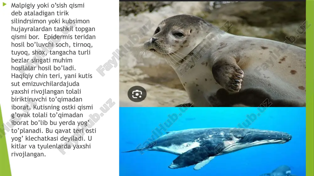bo’ladi. bu yerda birlamchi siydik reabsorbsiyalanadi. buyrakning yumshoq qismida to’g’ri to’plovchi kanalchalar bo’lib, ular buyrak jomiga ochiluvchi siydik yo’llari chiqadi. ayirish funksiyasini qisman ter bezlari ham bajaradi. ular orqali tuz va siydik eritmalari chiariladi. bu yo’l bilan azot almashinuvi mahsulotlarining 3% dan ko’prog’i chiqariladi i. sodda yoki boshlang’ich darrandalilar kenja sinfi. oʻrdakburun — oʻrdakburunsimonlar oilasi. oilaning yagona turi. tanasining uzunligi 30—45 sm, dumi 10—15 sm. boshining uchida teri bilan qoplangan yassi muguz „tumshugʻi“ (uzunligi 6,5 sm ga yaqin) boʻladi. suvga shoʻngʻiganida koʻzi va quloq teshigi teri burmalari bilan yopiladi. dumi yassi uzun, 5 barmoqli oyoqlarida suzgich pardalari bor. tishlari faqat yosh hayvonlarda boʻladi; voyaga yetgan davrida ular oʻrnini muguz plastinka egallaydi. juni yumshoq va qalin; orqa tomondan qoramtir qoʻngʻir, ostki tomondan kulrang tusda. daryolar va boshqa suv havzalari qirgʻoqlarida va suvda yashaydi. mayda suv hayvonlari bilan oziqlanadi. urgʻochisi yilda 1marta suv havzalari qirgʻogʻida kovlangan iniga 1—2, baʼzan 3 ta tuxum …