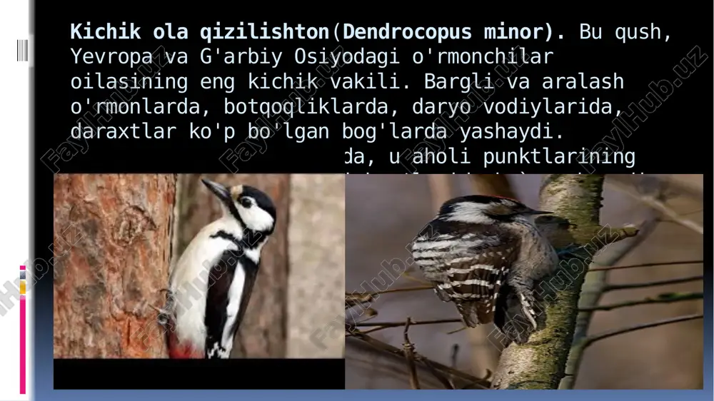 lar amalga oshirilgan o'rmon hududlarida o'rmon zararkunandalari soni nazorat maydonlariga qaraganda ancha past edi. uzoq vaqt davomida qushlar tomonidan mo'l-ko'l bo'lgan o'rmon joylari asosiy zararkunandalar tomonidan zaif zarar ko'rgan. e`tiboringiz uchun rahmat image2.png image3.jpeg image4.jpeg image5.jpeg image6.jpeg image7.jpeg image8.jpeg image9.jpeg image10.jpeg image11.jpeg image12.jpeg image13.jpeg image14.jpeg image15.jpeg image16.jpeg /docprops/thumbnail.jpeg