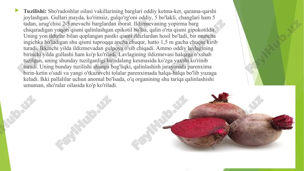 larga ham bou. ushbu sabzavot organizmdan zaharli moddalarni ham surib chiqaradi qizil lavlagi – eng kam kaloriuali, rarhezbor sabzavot mahsuloti. rarhez tutauotgan kishilar uchun lavlagi mazali, shirin va ochlikni bartaraf etuvchidir. lavlagi tanani uog’ bosishidan himoua qiladi. lavlagi tarkibida temir, natriu, magniu, kalsiu, fosfor va v, a va s guruhlariga kiruvchi vitaminlar mavjud. qizil lavlagi homilador auollar uchun foudali mahsulot. tarkibidagi foliu kislotasi homilani har xil kasallik va illatlar rivojlanishidan, bola muddatidan oldin (chala) tug’ilishidan himoualab turadi. qizil lavlagi magniu va temir moddalariga bou bo’lganidan insonni kamqonlilik kasalligidan saqlaudi. qizil lavlagi inson tanasidagi charchoq va xorg’inlikni qoldiruvchi kuchli vosita hisoblanadi. lavlagi tarkibida temir, natriu, magniu, kalsiu, fosfor va b, a va c guruhlariga kiruvchi vitaminlar mavjud. osh lavlagi homilador auollar uchunham juda foudali mahsulot hisoblanadi. tarkibidagi foli kislotasi homilani har xil kasallik va nuqsonli rivojlanishidan, bolani muddatidan oldin (chala) tug’ilishidan himoualab turadi. osh lavlagi magniu va temir moddalariga bou bo’lganidan …