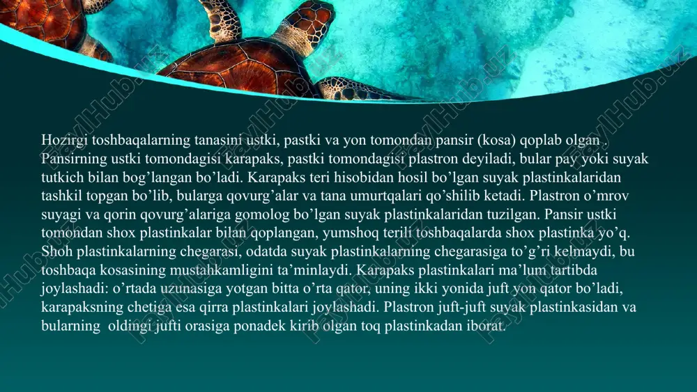 ydigan narsalarni (plastik paketlar, penoplastlar) ham yutib yuborish holatlari uchrab turadi. tutqunlikdagi vakillarida esa hatto kannibalizm hodisasi kuzatilgan. ular dushman tufayli tez-tez qirg’oqqa chiqib turadi. quruqlikdagi dushmanlari opossumlar, yovvoyi to’ng’iz va ilonlar hisoblanadi terili toshbaqa dermochelys coriacea terili toshbaqalar oilasining yagona vakili. shu bilan birga hozirgi toshbaqalarning eng yirik vakili hisoblanadi. qayd etilgan eng yirik terili toshbaqaning uzunligi 2,6 metr, oldingi oyoqlari orasidagi masofa 2,5 metr, massasi 916 kg bo’lgan. ushbu toshbaqalarning evolutsiyasi trias davridan beri boshqa turkumdoshlarinikidan alohida kladada kechgan, shu bois ham ko’p jihati bilan ulardan farqlanadi. ularning kosasi suyak sistemasi bilan bog’lanmagan bo’lib, mayda suyak plastinkalardan tashkil topgan. muguz tangacha qatlami mavjud emas. terili toshbaqalar asosan meduzalar, taroqlilar, qisqichbaqasimonlar, boshoyoqli molluskalar, trepangilar va mayda baliqlar bilan oziqlanadi. ular deyarli barcha tropik dengizlarda uchraydi. terili toshbaqa go’shti istemol qilinganda zaharlanish holatlari uchrab tursada, ular iste’molga yaroqli hisoblanadi. o’rta osiyo cho’l toshbaqasi cho'l toshbaqasining orqa qalqoni botqoqdagi kabi, ko'proq …