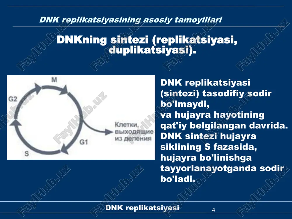 ). replikatsiya vilkasi hosil bo'ladi. 22 dnk replikatsiyasi replikatsiya bosqichlari replikatsiyaning kelib chiqishi 23 dnk replikatsiyasi replikatsiya vilkalarining shakllanishi takrorlovchi komponentlar 24 dnk replikatsiyasi replikatsiya bosqichlari ii.cho'zilish. dnk zanjiri sintezi 5' yo'nalishda sodir bo'ladi→ 3' o'sib borayotgan zanjir. keyingi nukleotid oldingi nukleotid qoldig'ining erkin 3'-oh-uchiga qo'shiladi. sintezlangan zanjir har doim shablon zanjiriga antiparallel bo'ladi. 25 dnk replikatsiyasi replikatsiya bosqichlari ii.cho'zilish. cho'zilish jarayonida dnkning qiz polinukleotid zanjirlari o'sadi. har bir replikatsiya vilkasida bir nechta yordamchi oqsillar bilan bog'langan kamida ikkita dnk polimeraza iii molekulalari (dimerlar) mavjud. ikkinchisiga dnk topoizomerazasi kiradi, bu dnkning mahkam buklangan qo'sh spiralini ochadi va helikaz, ikki zanjirli dnkni ikkita zanjirga ajratadi. dnkning etakchi zanjiri 5-yo'nalishda doimiy ravishda takrorlanadiʹ→3ʹ, replikatsiya vilkasi harakati bilan mos keladi. qolgan ip replikatsiya vilkasi harakatiga qarama-qarshi yo'nalishda o'qiladi. replikatsiya paytida dnk zanjirlarining antiparallelizmini engib o'tishga halqa tuzilishini shakllantirish orqali erishiladi. ortiqcha qolgan dnk zanjiri vaqtincha replizoma atrofida aylanadi, shunda dnk polimeraza dimeri harakatlana …