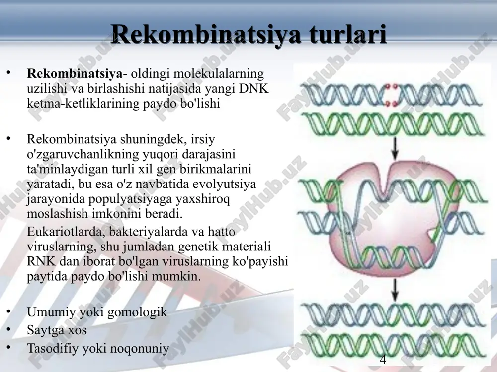 a sifatida xizmat qiladi: bir zanjirli dnk ni maxsus 8 nukleotidli ketma-ketligiga ega bo’lgan- chi- sayt yonida parchalaydi (5'-gctggtgg-3‘) - reca oqsiliga substrat tayyorlaydi rekombinatsiya bosqichlari reca-oqsil bir zanjirli dnk bilan bog'lanib, hosil qiladireca- dnk filamenti. bir zanjirli dnkni gomologik duplekslar bilan o'zaro ta'sirga olib keladi. ikkita dnkni bog'lash joyining mavjudligi. filialni ko'chirish orqali heterodupleksni olib tashlash 16 rekombinatsiya bosqichlari keyingi bosqichlar - shoxlangan migratsiya va hemixiazmal rezolyutsiya oqsillar tomonidan amalga oshiriladi: ruva, ruvb va ruvc - ruva, ruvb va ruvc genlarining mahsulotlari. ruva bilib oladicruciate hemichiasma va uni ruvb bilan nishonga oladi. ruvbruva-gemixiazm kompleksini taniydi va atp energiyasidan foydalanib, dnk helikazasi sifatida ishlaydi.migratsiyahemichiasmata in vitro reca oqsili bilan bir xil yo'nalishda. resolvazaruvcruvb-hemixiyazm kompleksini taniydi va unga bog'laydi. bu haqidamigratsiyayarimxiazmato'xtaydi. 17 filial migratsiya jarayoni filial nuqtasining harakati bilan birga keladi rekombinatsiya bosqichlari 18 bakteriofagning saytga xos rekombinatsiyasil keng homolog hududlarga ega bo'lmagan dnk duplekslarining o'ziga xos segmentlari orasida paydo bo'ladi. …
