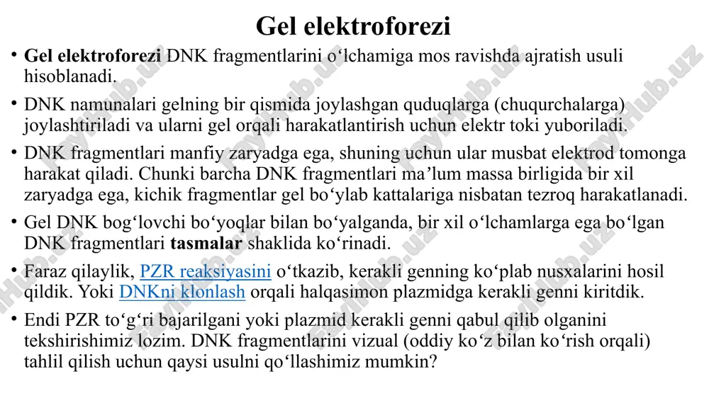 ntlarining kichik guruhi) yolgʻiz oʻzi koʻzga koʻrinmaydi. namunadagi tasmalarni dnk chizgʻichi bilan solishtirib, ularning taxminiy oʻlchamlarini aniqlashimiz mumkin. misol uchun, yuqorida tasvirlangan geldagi yorqin tasma taxminan 700700700700 asos juft (aj) oʻlchamiga ega. prokariot – dnk: oddiy, yadroga ega emas, tsitoplazmada nukleoid. e.coli genomi – 4639675 nj, uzunligi 1,7 mm-xujayrasidan 850 baravar ko'p. aylana-xalqa. plazmid. 4300ga yaqin oqsil genlari xamda rnk molekulalari uchun 157 gen mavjud. tsitoplazma – tsitozol, tsitoskelet, organellar eukariotlarda gen tuzilishi eukariotlarning genlari va xromosomalari juda murakkab. ekzon intron – o'rganilmagan. genlarning operonlarga bog'lanishi yo'q inson genomida taxminan 3,055 mlrd nj mavjud, bu 24 xil xromosomadagi 29000 ga yaqin genga to'g'ri keladi. inson dnksining 1-1,5 % kodlangan, ya'ni u oqsillar yoki rnk haqida ma'lumotni olib yuradi. shunda, katta intronlar xisobga olinsa, inson dnksining 25-30% genlardan iborat. shunga ko'ra, genlar inson genomining nisbatan kichik qismini tashkil qilganligi sababli, dnkning katta qismi xali to'liq o'rganilmagan. xar bir gendan oldin prernk …