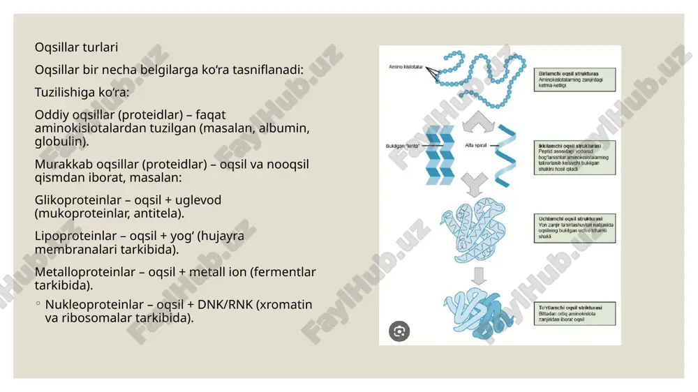 talar (masalan, serin va treonin) oksidlovchisiz dezaminlanadi. bu jarayonda dehidrataza fermentlari ishtirok etadi. masalan: \text{serin → piruvat + nh₃} 3. transdezaminlanish ko‘p hollarda aminokislotalar to‘g‘ridan-to‘g‘ri emas, balki ikki bosqichda dezaminlanadi: 1. avval transaminlanish orqali amin guruhi glutamatga o‘tadi. 2. so‘ngra glutamat oksidlovchi dezaminlanish orqali ammiak ajratadi. bu yo‘l ko‘pchilik aminokislotalarga xos. dezaminlanish natijasida: ammiak (nh₃) hosil bo‘ladi — bu zaharli modda; α-ketokislotalar (uglerod skeleti) hosil bo‘ladi — ular energiya olish, glyukoneogenez, yoki yog‘ sintezida ishlatiladi. dezaminlanishning biologik ahamiyati aminokislotalarni energiya manbai sifatida ishlatish imkonini beradi. hosil bo‘lgan ammiak mochevina sikli orqali zararsizlantiriladi. uglerod skeleti krebs sikliga kirib, atp hosil bo‘lishiga yordam beradi. azot almashinuvining muhim bosqichi hisoblanadi. 4.amoniakning hosil bo‘lishi oqsillar parchalanganda aminokislotalardan amin guruhi (-nh₂) ajraladi. bu jarayon (dezaminlanish) natijasida ammiak (nh₃) hosil bo‘ladi. amoniak asosan: jigarda aminokislotalarning dezaminlanishi paytida; buyrak va mushak to‘qimalarida oz miqdorda; ichak bakteriyalari faoliyati natijasida hosil bo‘ladi. agar bu ammiak organizmda to‘planib qolsa, u …