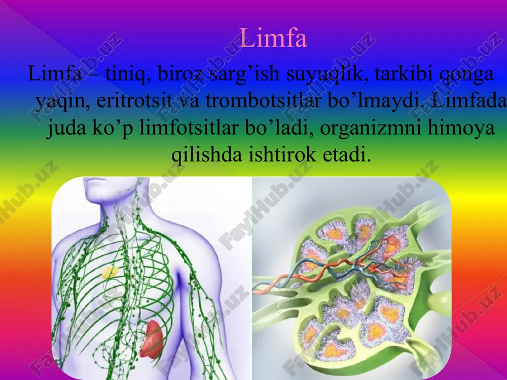 qon va uning vazifalari - Page 4