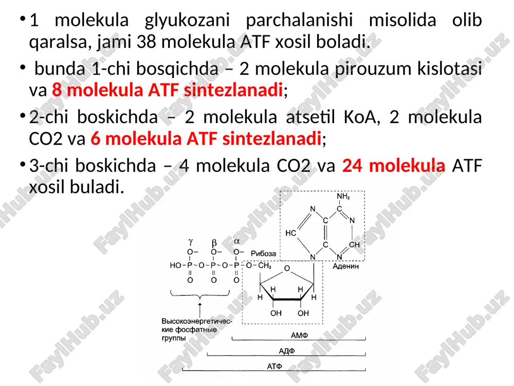 ng xosil bulishi. sitratsintetaza allosterik fermentdir. uning manfiy effektorlari bulib atf va nad.h xisoblanadi 2-reaksiya. sitratning sis-akonitat orqali izotsitratga aylanishi. bu reaksiyani (akonitaza) akonitgidrataza fermenti boshqaradi. ferment suvni sis-akonitatning qo’sh bog’iga biriktirib izolimon kislotasini hosil qiladi. 3-chi reaksiya. izotsitratning -ketoglutaratga oksidlanishi. bu reaksiyani izotsitratdegidrogenaza fermenti boshqaradi. tukimalarda ikki xil izotsitratdegidrogenaza fermenti bulib, ulardan bittasi koferment sifatida nad, ikkinchisi esa nadf ni tutadi. nad+ ga bog’liq izotsitratdegidrogenaza faqatgina mitoxondriyalarda uchraydi. nadf+ ga boglik degidrogenaza esa mitoxondriyalarda va sitoplazmada uchraydi. nad+ izotsitratdegidrogenaza (idg) allosterik ferment bo’lib, adf ta’sirida aktivlanadi va bunda mg+2 yoki marganets (mp+2) ionlari ishtirok etishi lozimdir. bu ferment monomer va dimer shaklida uchraydi. 4-chi reaksiya. bu reaksiyalarda -ketoglutaratning suksinil-koaa gacha oksidlanishi. -ketoglutarat oksidlanish yo’li bilan dekarboksillanib suksinil-s-koa va co2 ga aylanadi. bu reaksiya piruvatning oksidlanish yuli bilan dekarboksillanishiga uxshashdir. reaksiyada tpf, lipoat kislota, hs-koa, fad+, nad+va - ketoglutaratdegidrogenaza qatnashadi. 5-chi reaksiya. bu suksinil koa-ning makroergik bogi xisobiga substratli fosforlanishdan …
